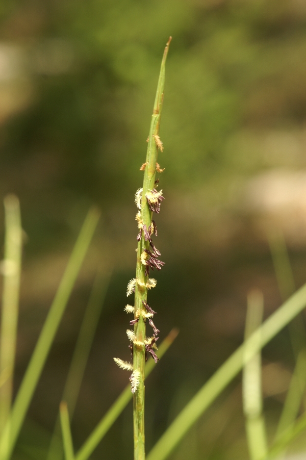 Hemarthria unicinata